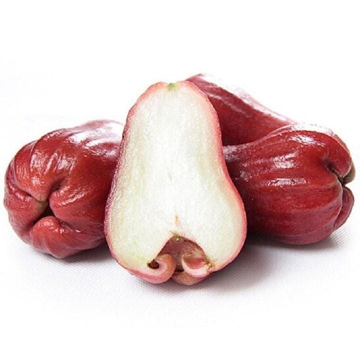 Mận  đỏ an phước - an phước wax apple - 1   feet tall - ship in 6" pot