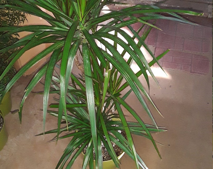 Dragon Tree - Dracaena marginata - 2 Feet Tall - 3 Columns - Ship in 6" Pot