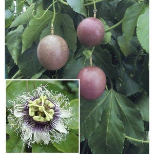 Purple passion fruit - 1 plants - 1 to 2 feet long - ship in 1 gal pot