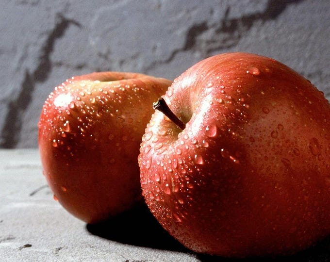 Fuji Apple - Low Chill -3 to 4 Feet Tall - Ship in 3Gal Pot