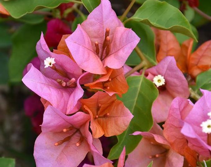 Bougainvillea Rosenka 3 to 4 feet tall  ship in 3Gal pot