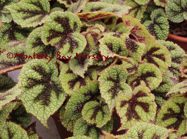 IRON CROSS BEGONIA 1 Plant 6 to 1 Feet Ship in 6 Pot image 1