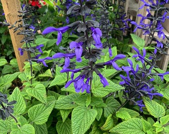 Salvia ‘black & bloom’ 1 live plant  ship in 6" pot