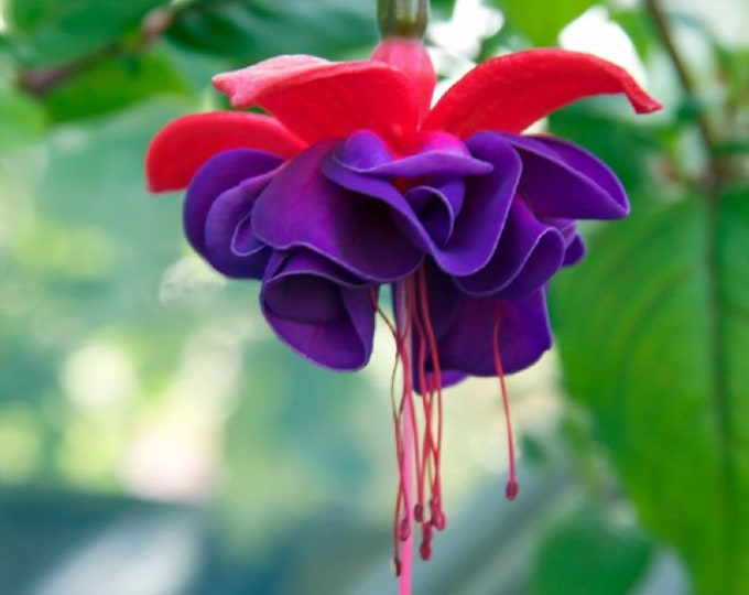 Fuchsia Dark Eyes   - 1 Plants  - 1  feet Long  - Ship in 6" Pot