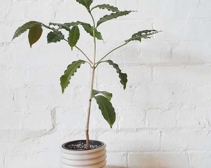 Arabica Coffee Plant - 1 Plants - 2 Feet Tall - Ship in 3Gal Pot