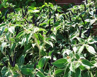 Pepper black cobra 1 live plant 6” pot
