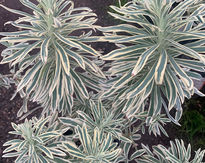 Euphorbia ‘tasmania tiger’ live plant