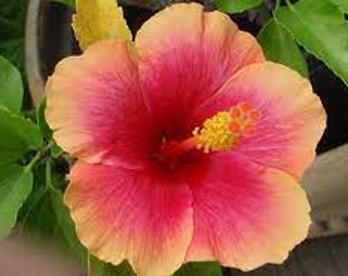 Hibiscus Florida Sunset - 1 Feet Tall - Ship in 6" Pot