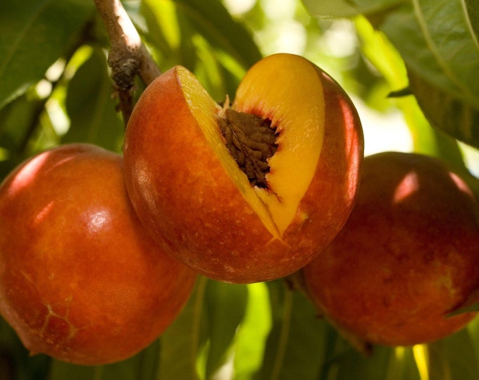 Nectarine Double Delight - 3 to 4 Feet Tall - Grafted Tree - Bigger Trunk - Ship in 3 Gal pot