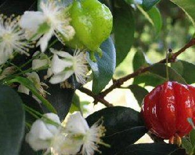 Surinam cherry -  3 to 4  feet tall - ship in 3gal pot
