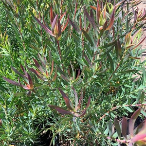 Leucadendron salignum ‘summer red’ 1 live plant  ship in 6" pot