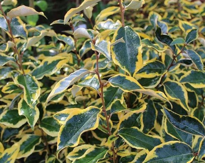 Gilt Edge Silverberry - Elaeagnus x ebbingei 'Gilt Edge' - 1 Feet Tall - Ship in 6" Pot