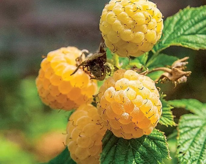 Raspberry Fall Gold- 1 Plants - 1 to 2  Feet Fall -  Ship in  Pot