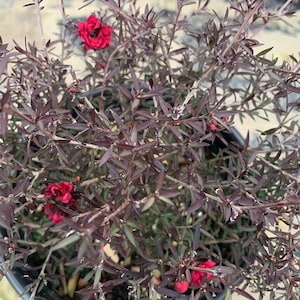 May include: A potted plant with dark green leaves and bright red flowers. The plant is in a black pot.