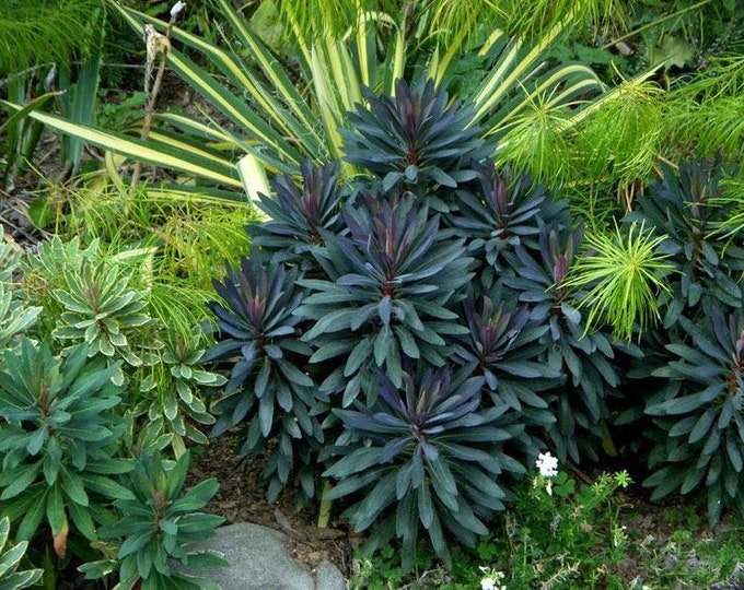 Euphorbia ‘Black Bird’ - 1 Plants - 1  Feet Fall -  Ship in 1 Gal Pot