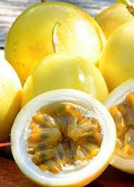 Yellow passion fruit - 1 to 2 feet tall - ship in 6" pot