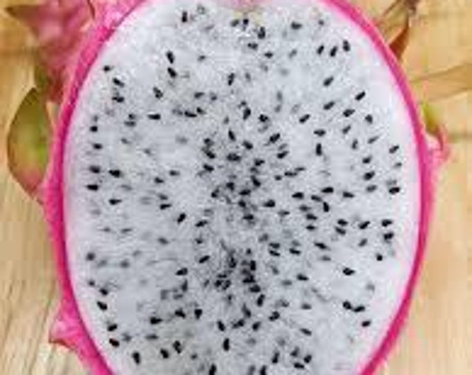 Dragon Fruit 'Seoul Kitchen' (H.undatus) - 1  feet tall - ship in 6" pot