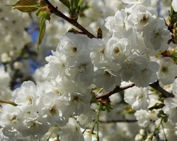 Mt. Fuji  Flowering Cherry -  3 to 4  Feet Tall - Ship in 3 Gal Pot