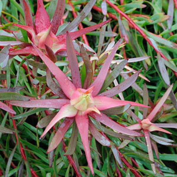 Leucadendron salignum ‘summer red’ 1 live plant  ship in 6" pot