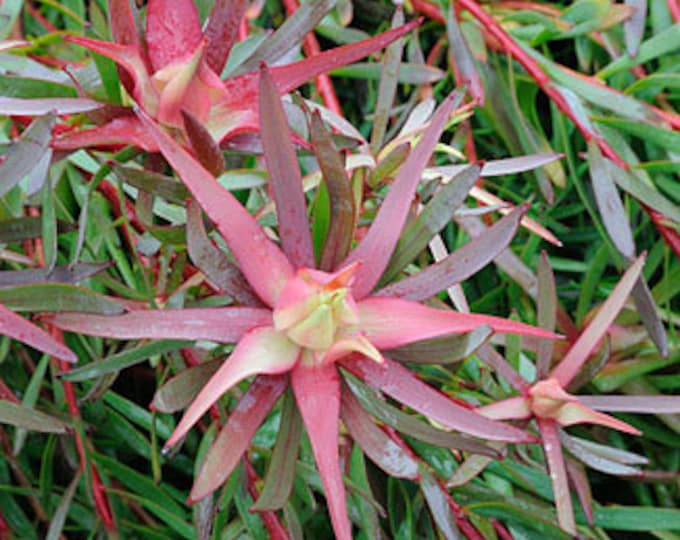 Leucadendron salignum ‘summer red’ 1 live plant  ship in 6" pot
