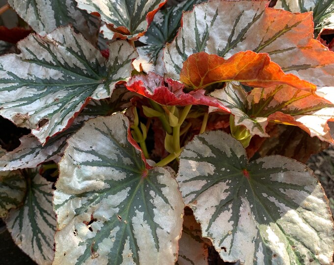 Begonia ‘looking glass’ live plant 6” pot