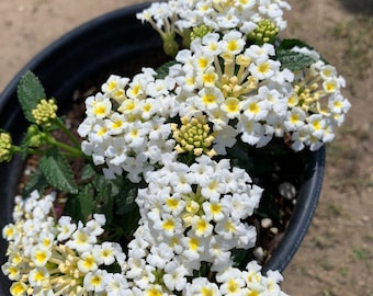 Lantana white 1 live plant ship in 6" pot