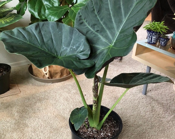 Alocasia regal shields - 1 to 2 Feet tall - Ship in 3Gal  Pot