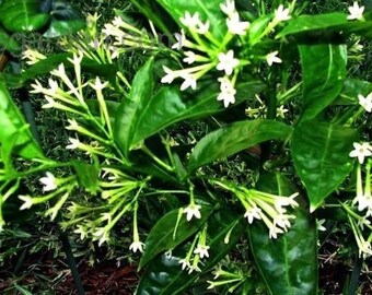 Night blooming jasmine (cestrum nocturnum)  ship in 6" pot