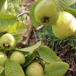 White Indian Guava - 3 feet tall - ship in 3gal  pot