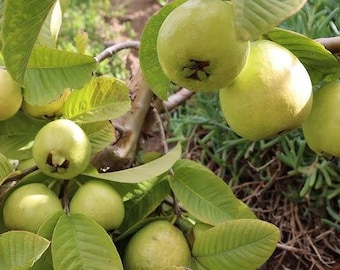 White Indian Guava - 3 feet tall - ship in 3gal  pot