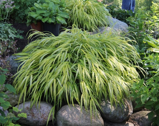 Hakonechloa macra ‘Aureola’ - 1 Feet Tall - Ship 6" Pot