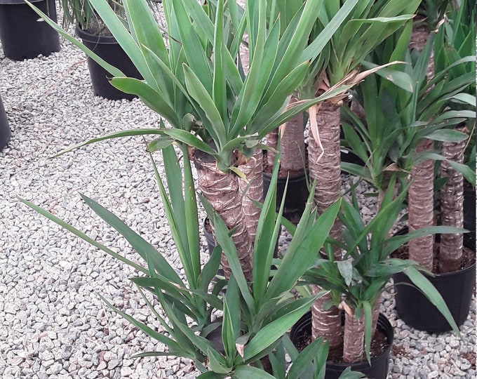 Yucca Elephantipes - 2 to 3  Feet Tall - 1 Plants - Multiple Trunks - Ship in 3 Gal Pot