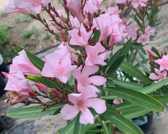 Nerium oleander petite pink 1 live plant  ship in 6" pot