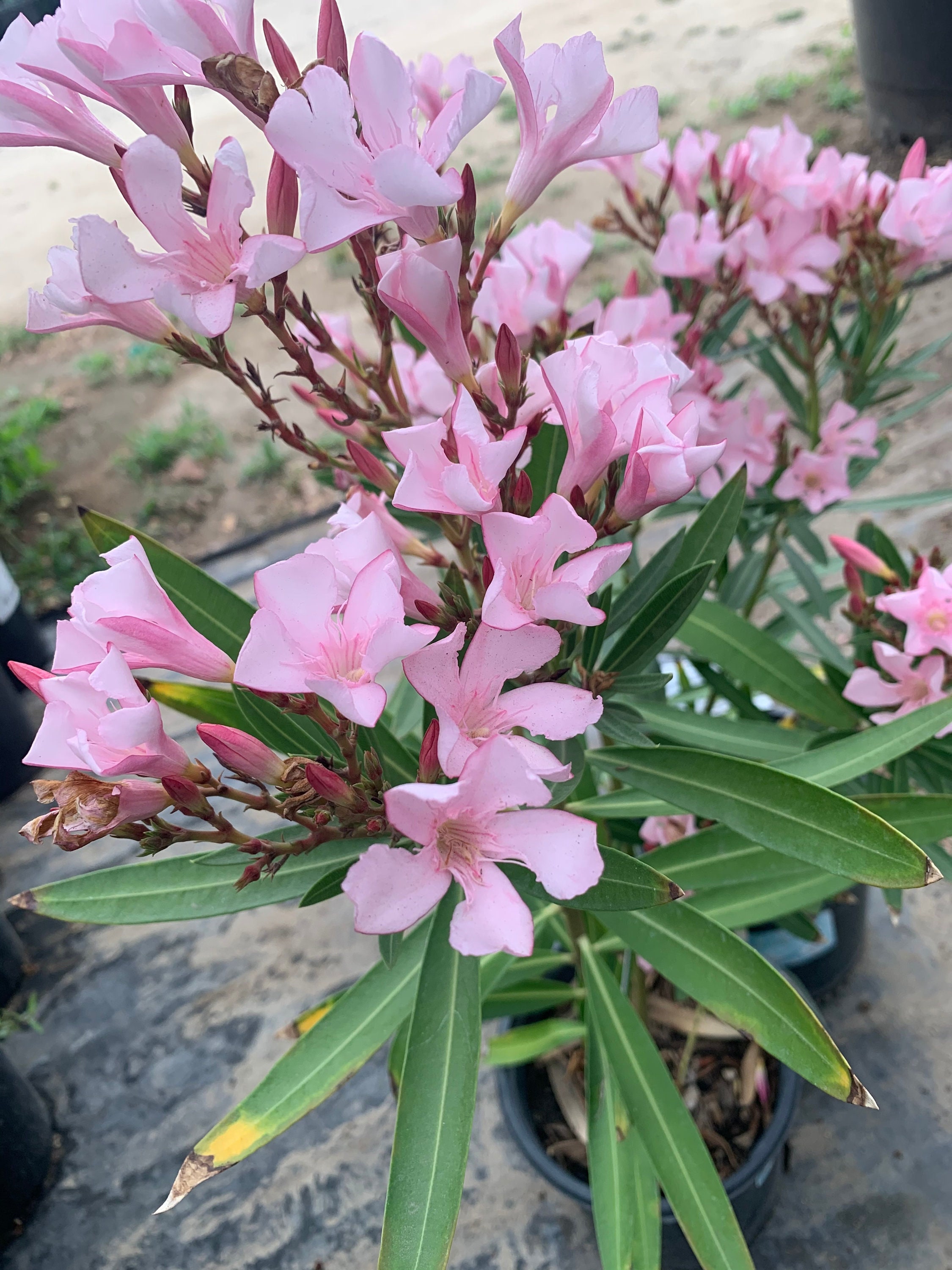 Nerium Oleander Petite Pink 1 Live Plant Ship In 6 Pot Etsy