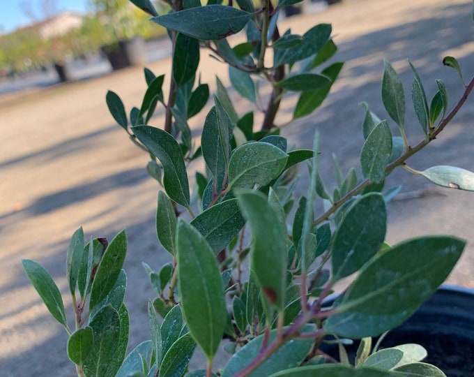 Arctostaphylos ‘howard mcminn’  ship in 6" pot