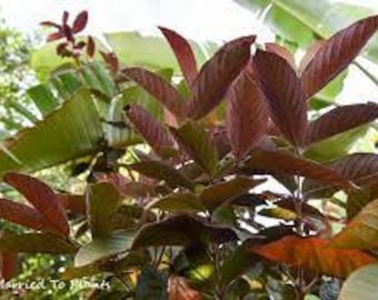 ~RED MALAY~ Psidium guajava RED FLESH GUAVA FRUIT TREE Live potted small plant