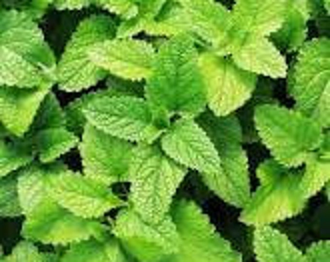 Spearmint-1 live plant-3”pot