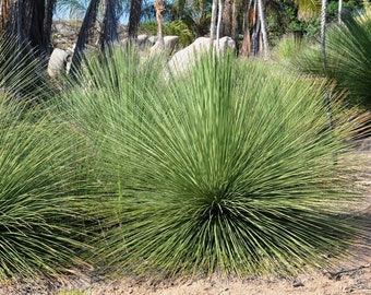 Dasylirion longissimum (Mexican Grass Tree) - 1 Feet Tall - Ship in 6" Pot