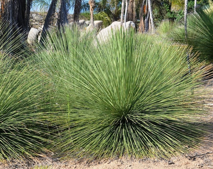 Dasylirion longissimum (Mexican Grass Tree) - 1 Feet Tall - Ship in 6" Pot