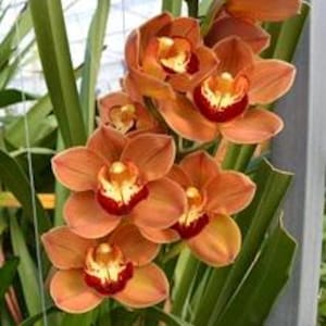 May include: Close-up of a cluster of orange Cymbidium orchids with red and yellow centers. The flowers are in full bloom, with multiple petals visible. Long green leaves provide a backdrop to the flowers.