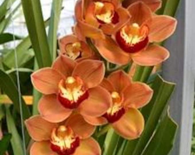 Cymbidium Orchid Plants - Orange - 2 Feet tall - 2  Bulbs - Ship in 6" Pot
