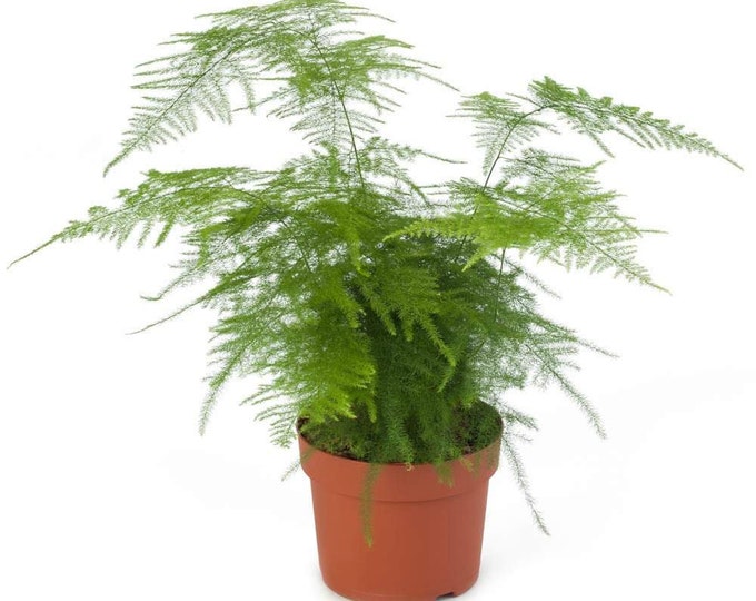 Asparagus PLUMOSUS NANUS - Asparagus Fern-  1 Plants - 1 Feet Tall - Ship in 6" Pot