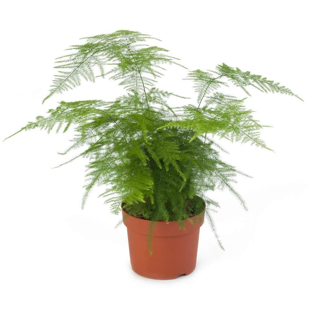 Asparagus PLUMOSUS NANUS Asparagus Fern 1 Plants 1 Feet Tall