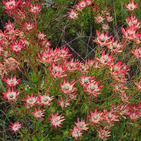 Leucadendron salignum ‘winter red’ 1 live plant  ship in 6" pot