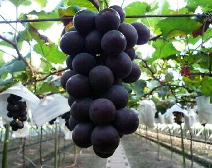 Merlot Grape - Vitis vinifera 'Merlot' -  1 Plants - 2 Feet Fall -  Ship in 3 Gal Pot