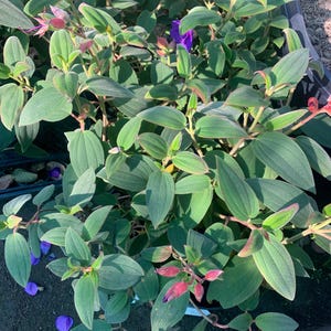 May include: A close-up of a plant with green leaves and purple flowers. The leaves are oval-shaped and have a slightly fuzzy texture. The flowers are small and delicate, with a vibrant purple hue. Some leaves have red edges.