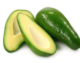 Fuerte avocado tree- 1  feet tall - grafted tree - ship in 6" Pot
