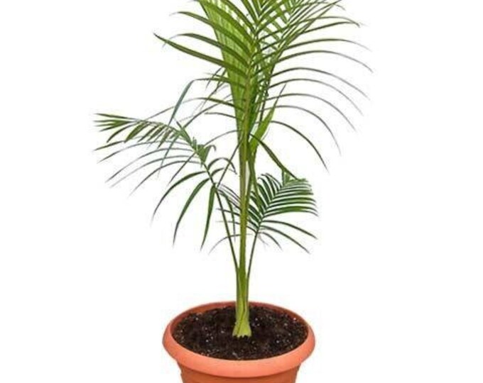 King Palm - 1 Plant - 2 Feet Tall - Ship in 6" Pot