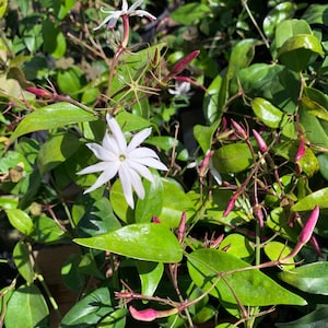 May include: A close-up of a jasmine plant with white flowers and pink buds. The plant has green leaves and is growing in a garden.