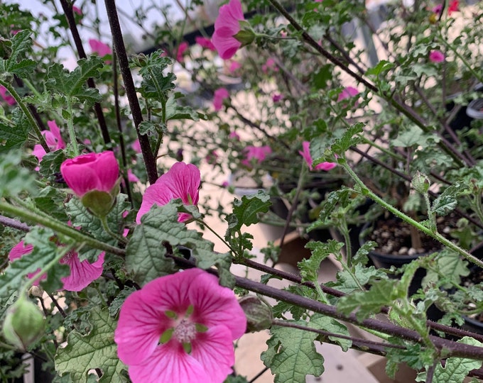 Anisodontea ‘new princess’  ship in 6" pot